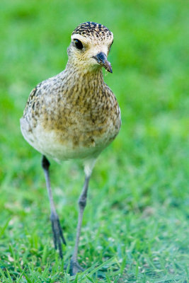 Pacific Golden-Plover