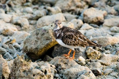 Ruddy Turnstone