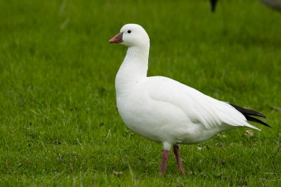 Ross's Goose