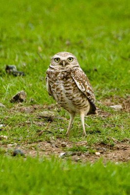 Burrowing Owl