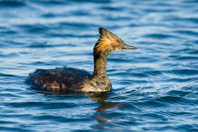 Eared Grebe