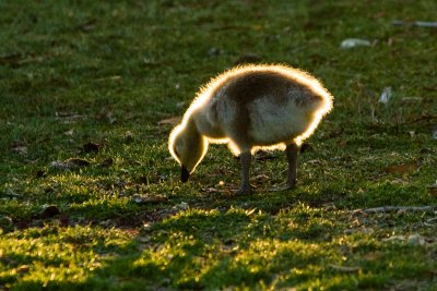 Canada Goose gosling