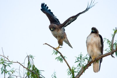 Red-tailed Hawks taking off