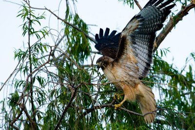 Red-tailed Hawk with branch