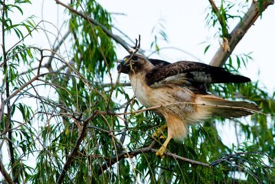 Red-tailed Hawk with branch
