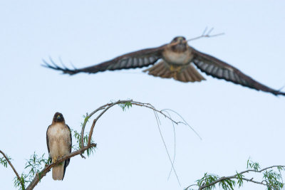 Red-tailed Hawk flying with branch