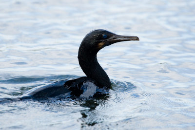 Brandt's Cormorant