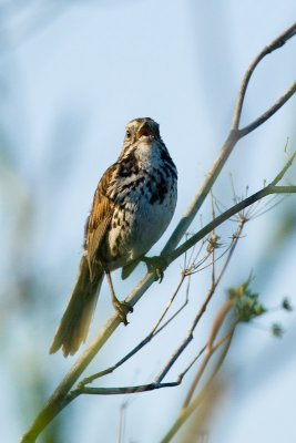 Song Sparrow