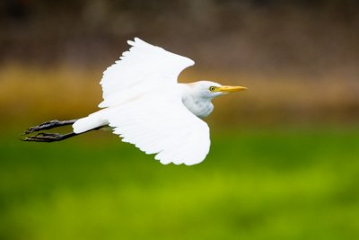 Cattle Egret