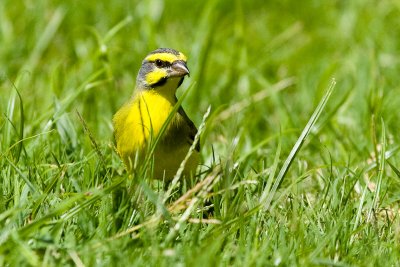 Yellow-fronted Canary