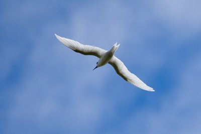 White Tern