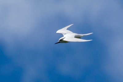 White Tern