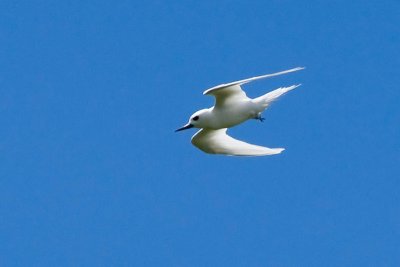 White Tern