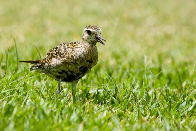 Pacific Golden-Plover