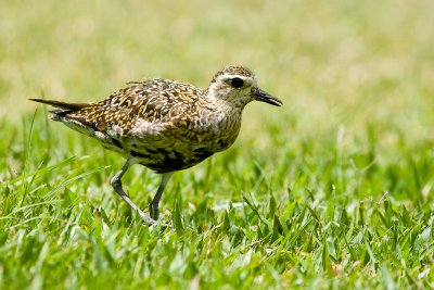 Pacific Golden-Plover