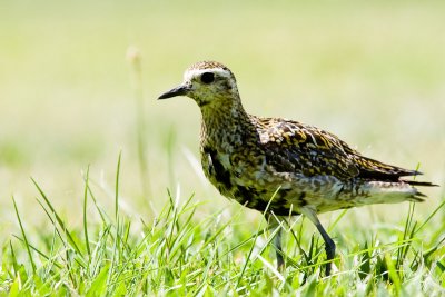 Pacific Golden-Plover