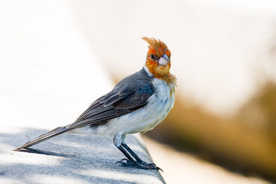 Red-crested Cardinal