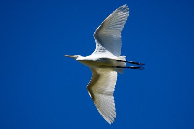 Cattle Egret