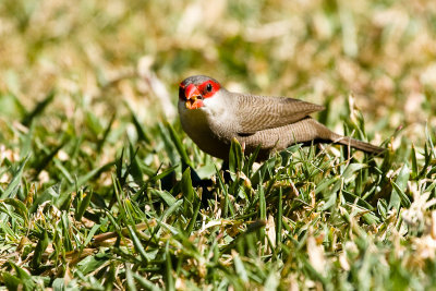 Common Waxbill