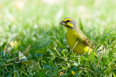 Yellow-fronted Canary