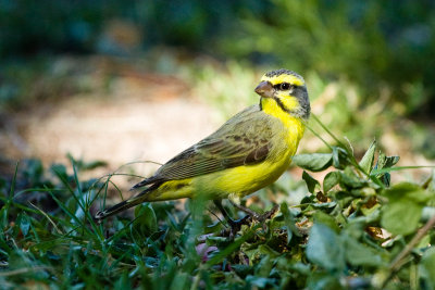 Yellow-fronted Canary