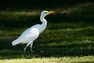 Cattle Egret