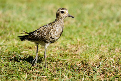 Pacific Golden-Plover