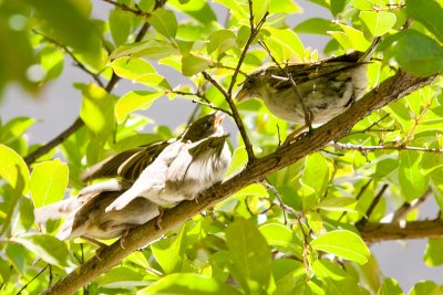 House Sparrow feeding fledglings