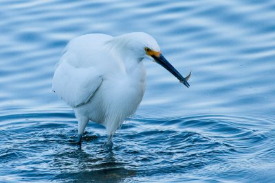 Snowy Egret with fish