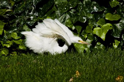 Egret chick on ground