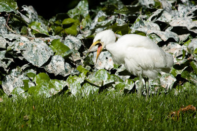 Egret chick on ground