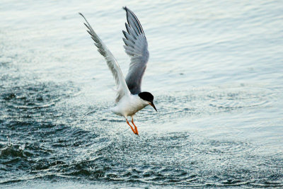 Forster's Tern