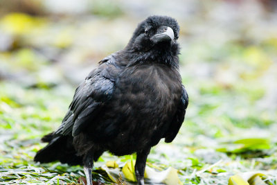 Common Raven