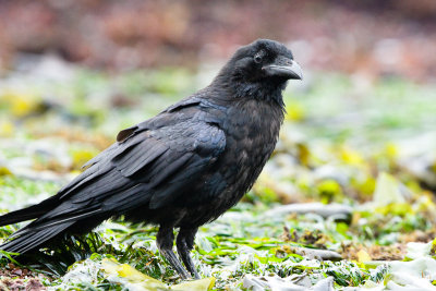 Common Raven