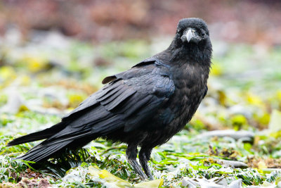 Common Raven