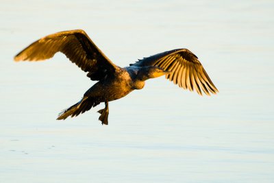 Double-crested Cormorant