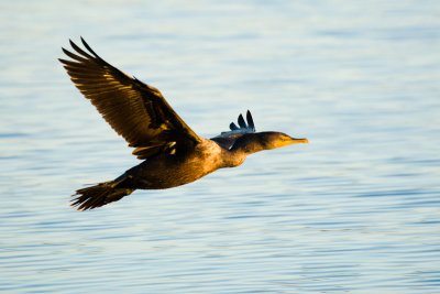 Double-crested Cormorant