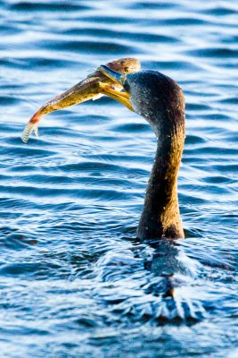 Double-crested Cormorant with fish