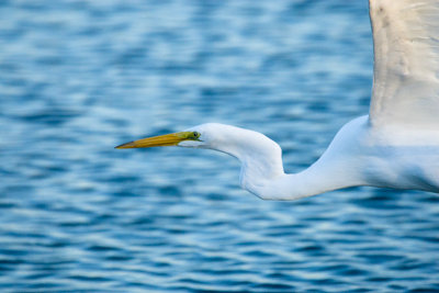 Great Egret