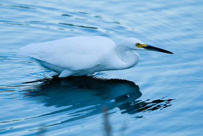 Snowy Egret