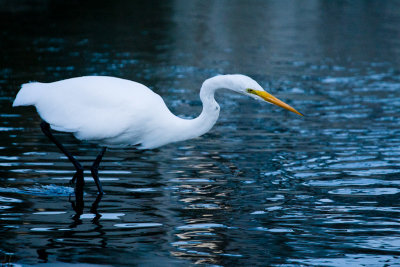 Great Egret