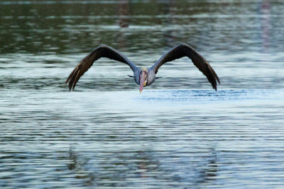 Brown Pelican taking off
