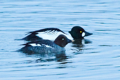 Common Goldeneyes