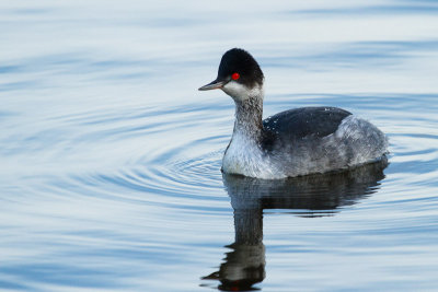 Eared Grebe