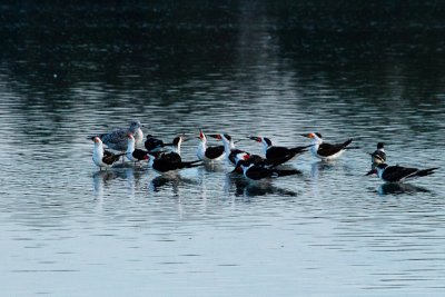 Black Skimmers