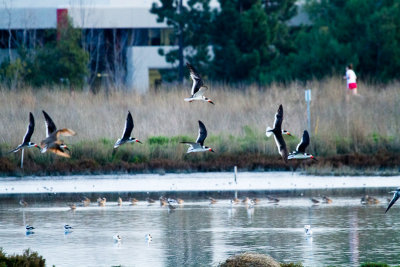 Black Skimmers