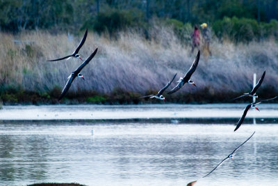 Black Skimmers
