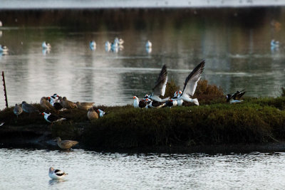 Black Skimmers