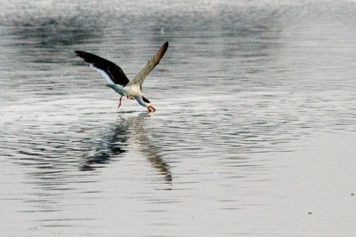 Black Skimmer