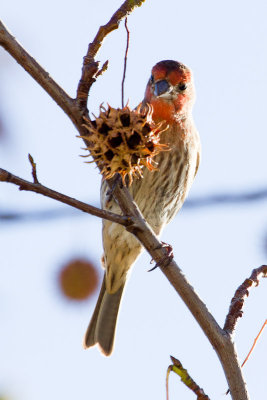 House Finch